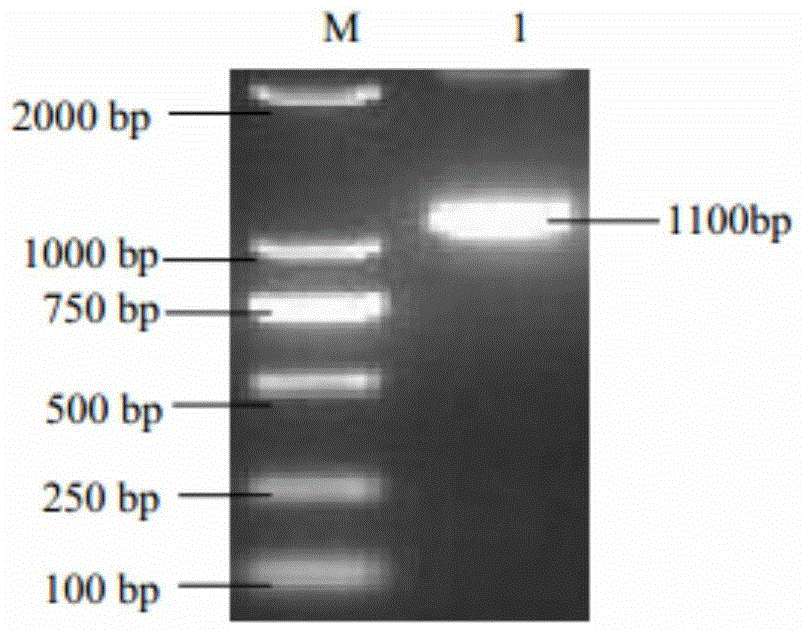 Pullorum disease salmonella spiC-rfc double-gene knockout attenuated strain and DIVA vaccine application thereof