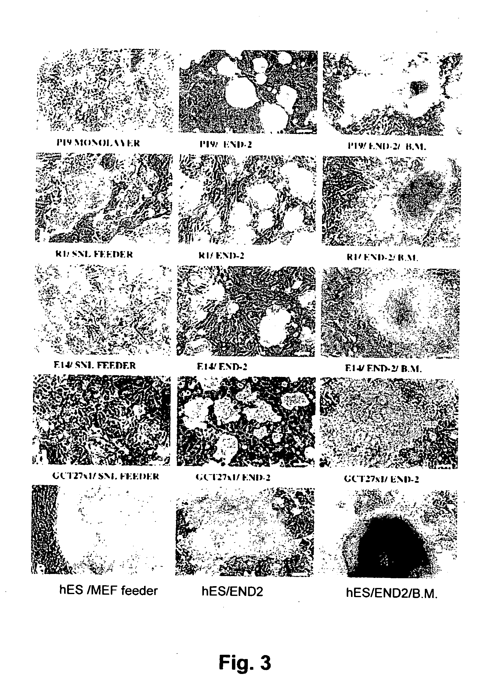 Methods of inducing differentiation of stem cells