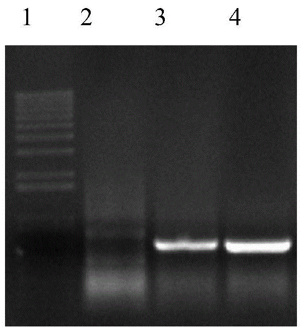 Exendin-4 fusion protein, preparation method and uses thereof