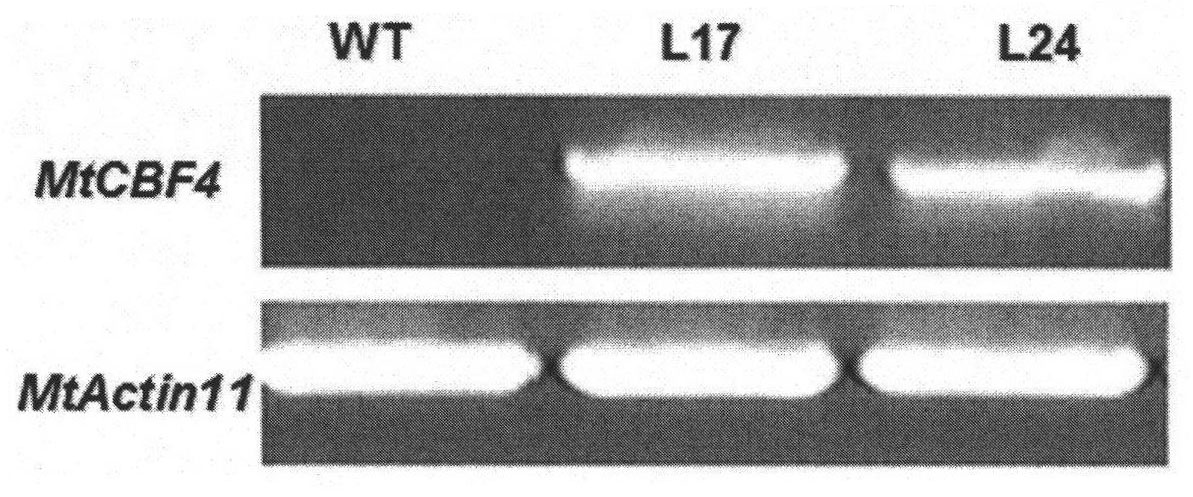 Protein MtCBF4 associated with stress tolerance of plants, encoding gene and application thereof