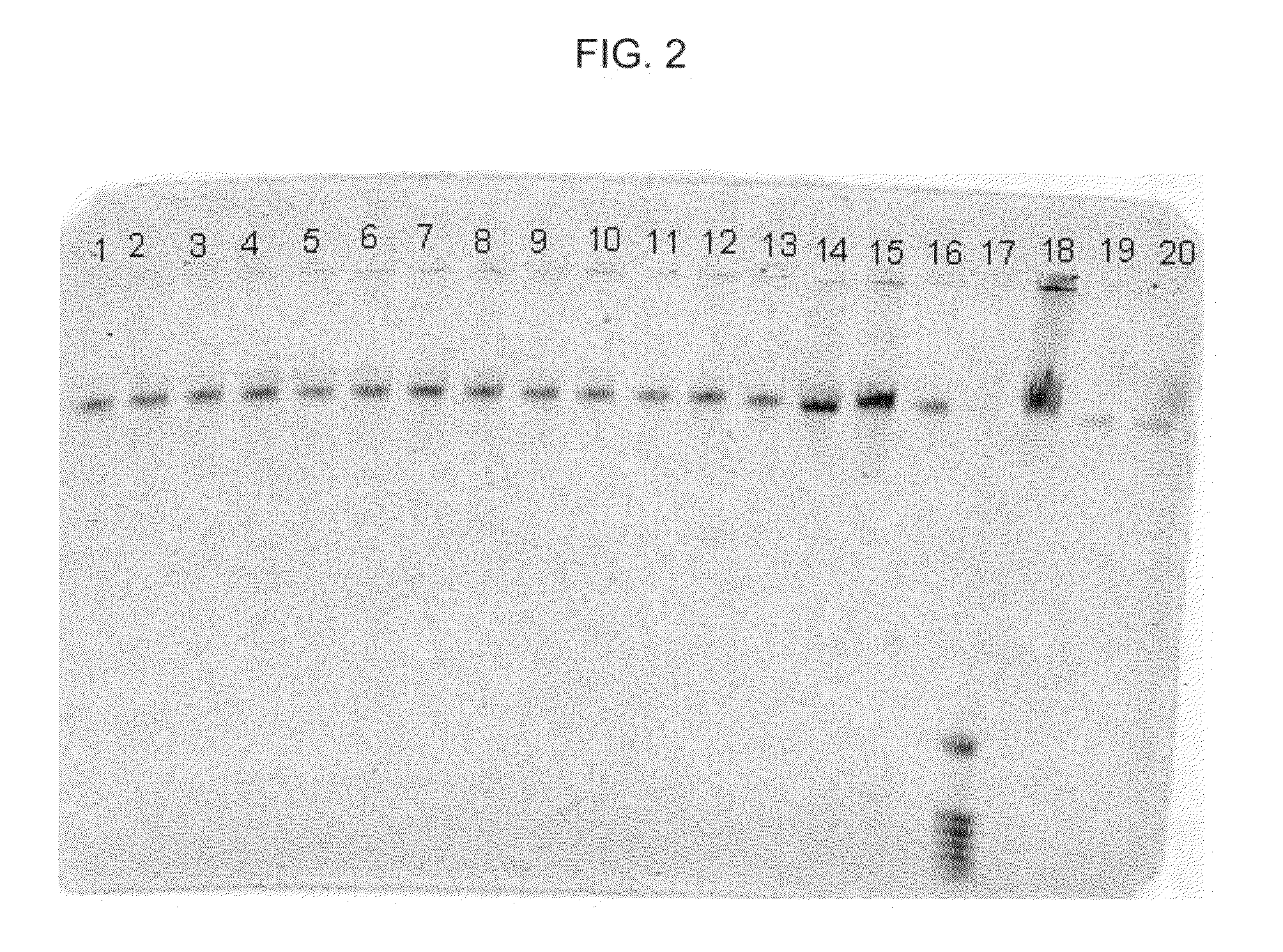 Methods of optimal purification of nucleic acids and kit for use in performing such methods