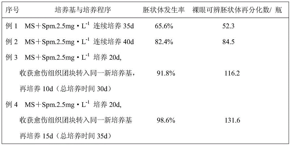 Method for inducing sugarcane embryoids by spermine