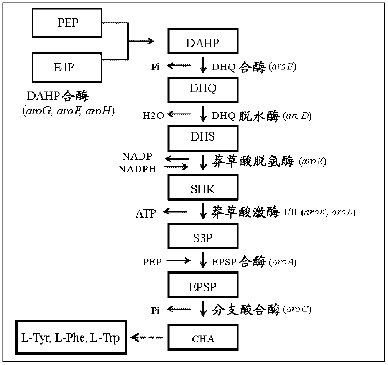 Production of muconic acid from genetically engineered microorganisms