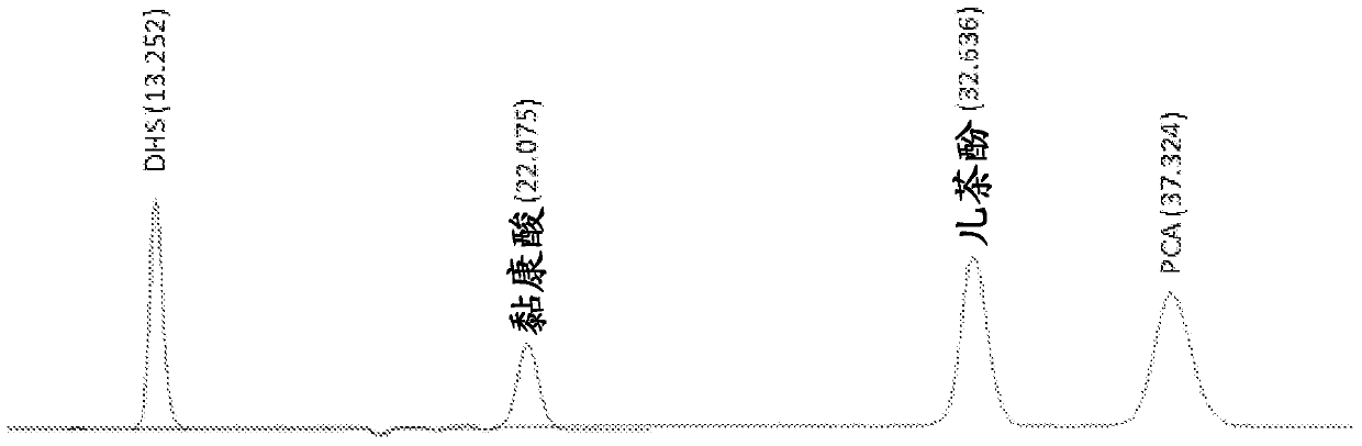 Production of muconic acid from genetically engineered microorganisms