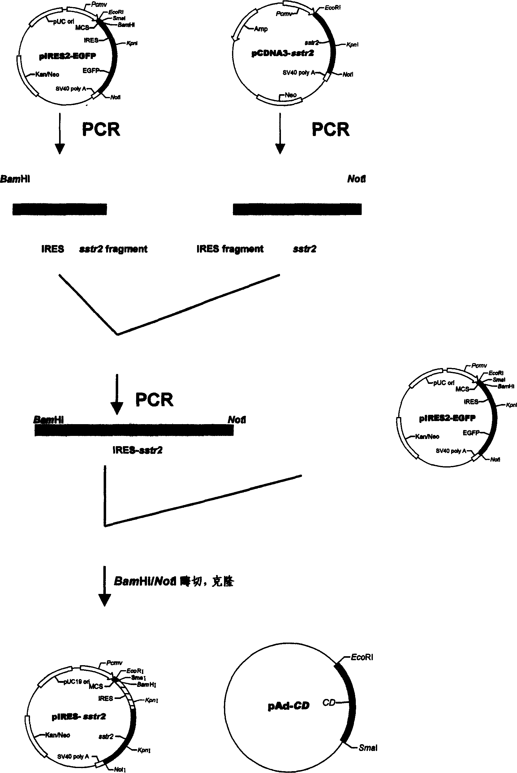 Common expression vector between 2 subtype receptor of human somatotropin release in hibiting factor and cytosine deaminease of colibacillus, establishment and application