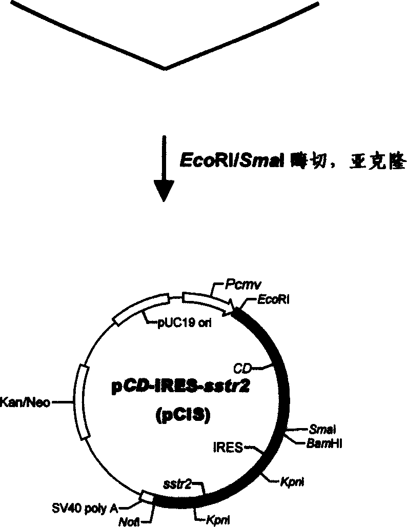 Common expression vector between 2 subtype receptor of human somatotropin release in hibiting factor and cytosine deaminease of colibacillus, establishment and application