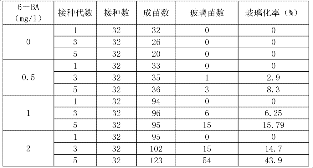 Method for rapidly breeding colored-leaf clove by utilizing tissue culture