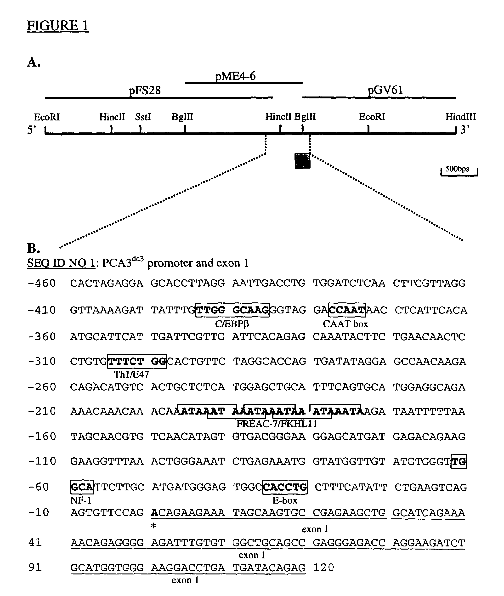 Nucleic acid molecules comprising the promoter for PCA3, and uses thereof