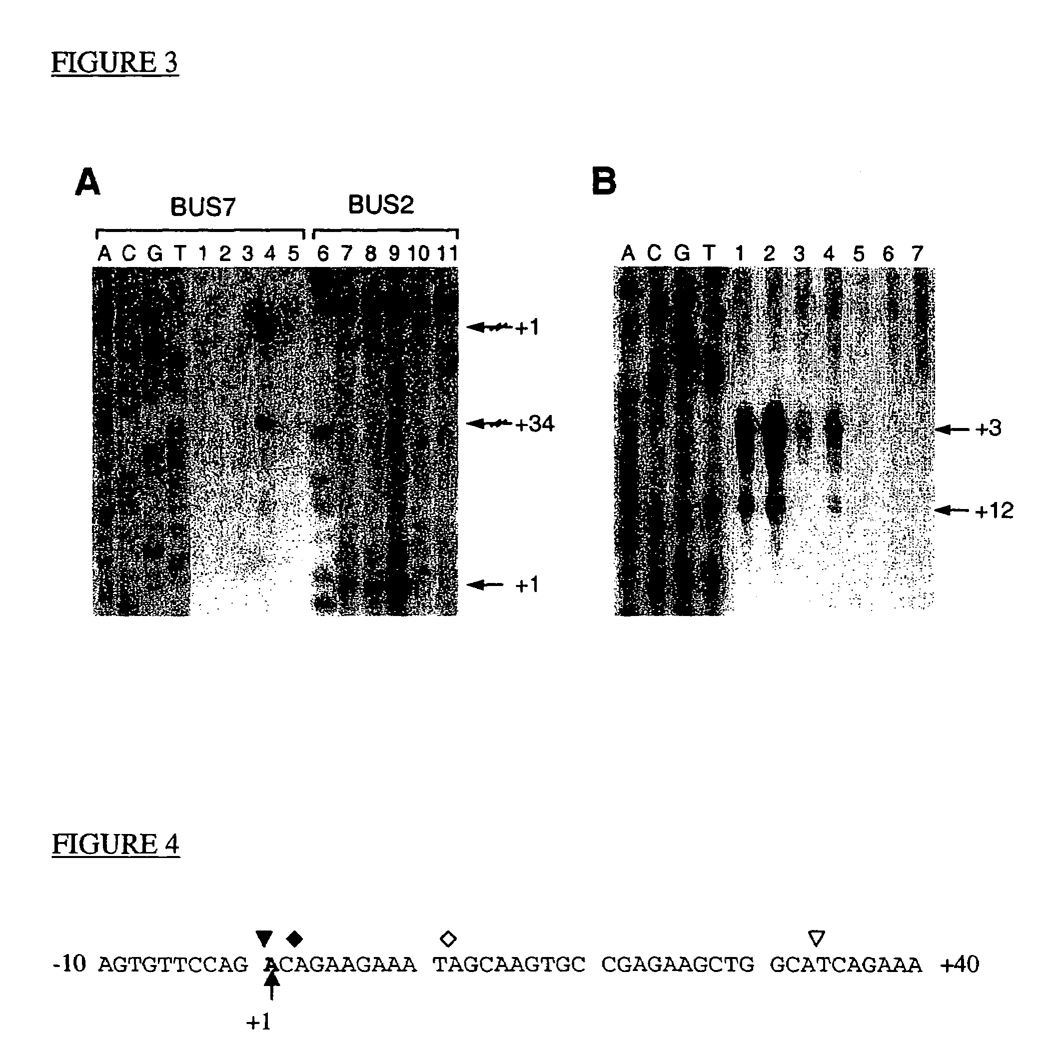 Nucleic acid molecules comprising the promoter for PCA3, and uses thereof