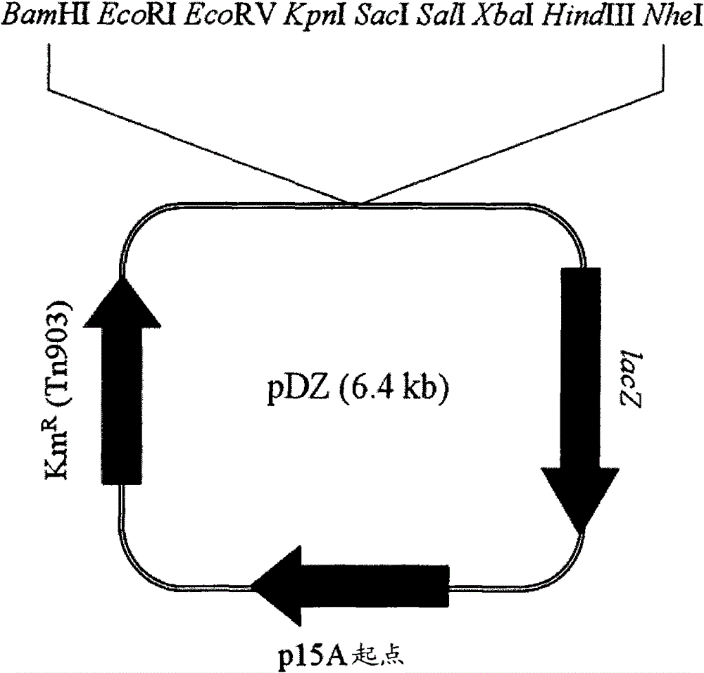 Enhanced promoter and method for producing L-lysine usinge the same