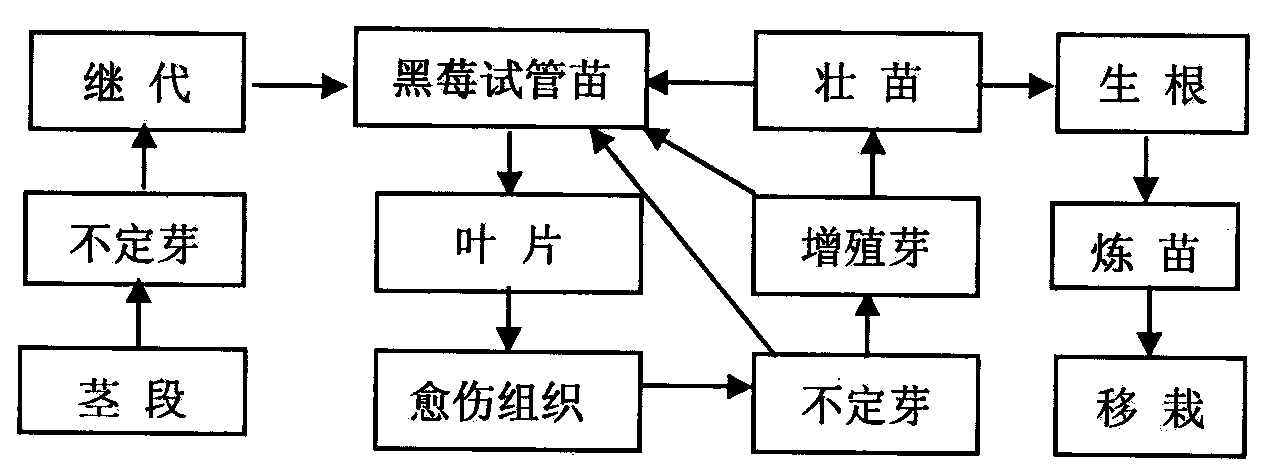 Method for high-efficiency cyclic regeneration of blackberry tissue culture seedling leaves