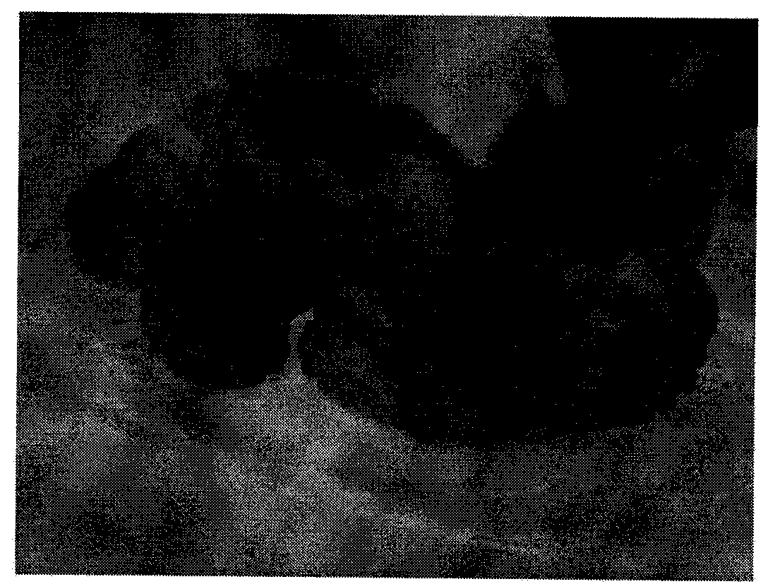 Method for high-efficiency cyclic regeneration of blackberry tissue culture seedling leaves