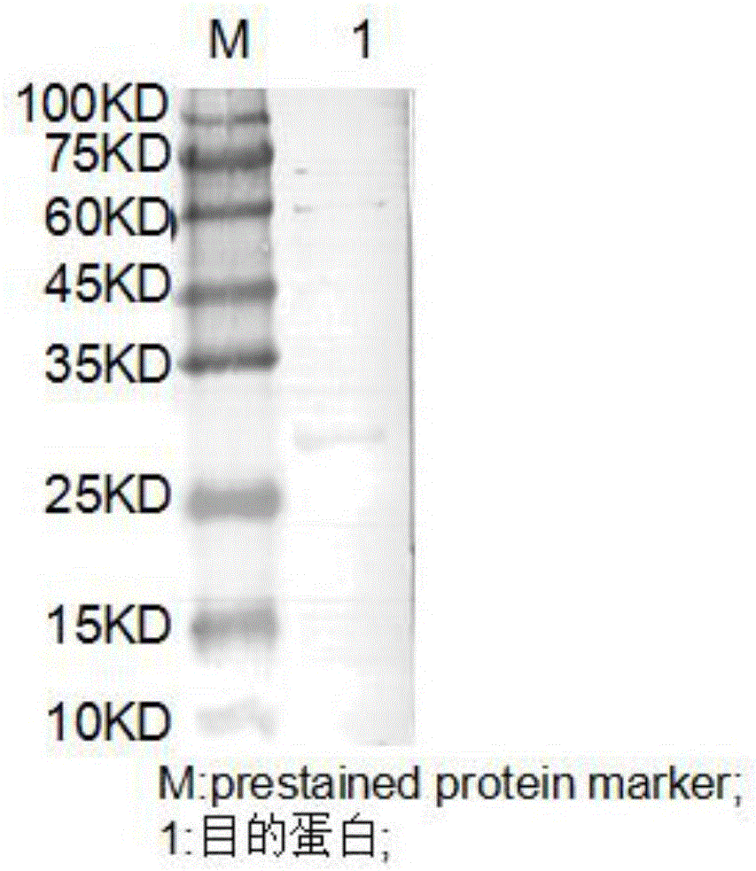 Fusion protein expression purification method