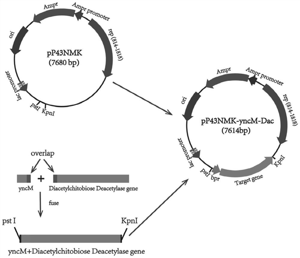 Construction and application of an engineered bacterium that secretes and expresses chitobiose deacetylase