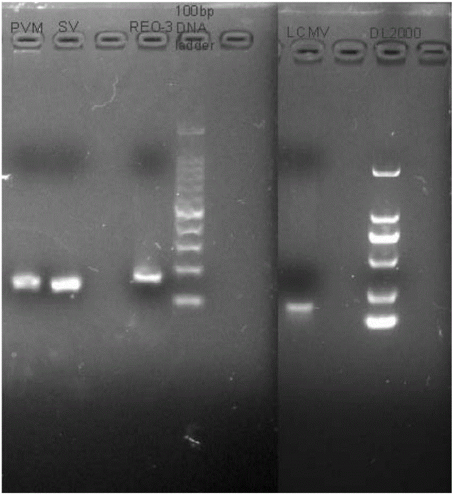 Multiple liquid phase gene chip method and reagent for rapidly detecting guinea pig LCMV, SV, PVM and Reo-3 viruses