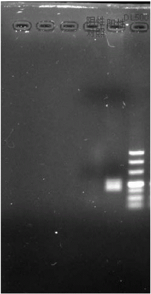 Multiple liquid phase gene chip method and reagent for rapidly detecting guinea pig LCMV, SV, PVM and Reo-3 viruses