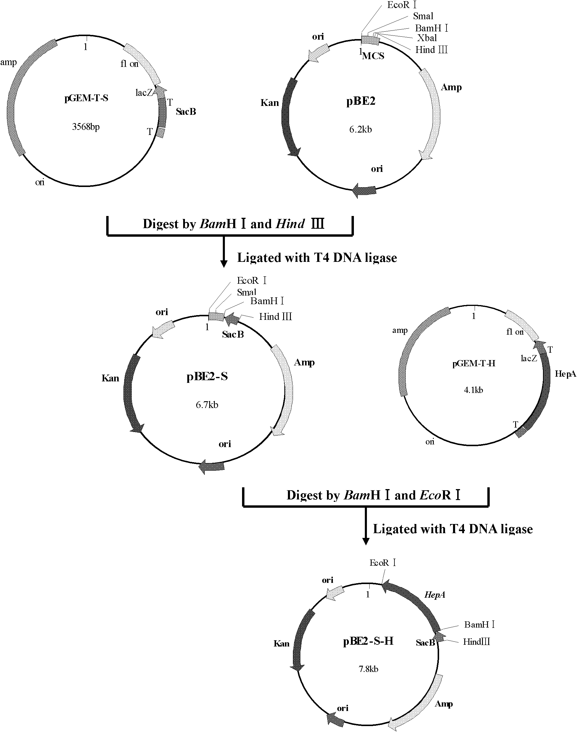 Strain of bacillus subtilis engineering bacteria and application thereof in producing heparinase I