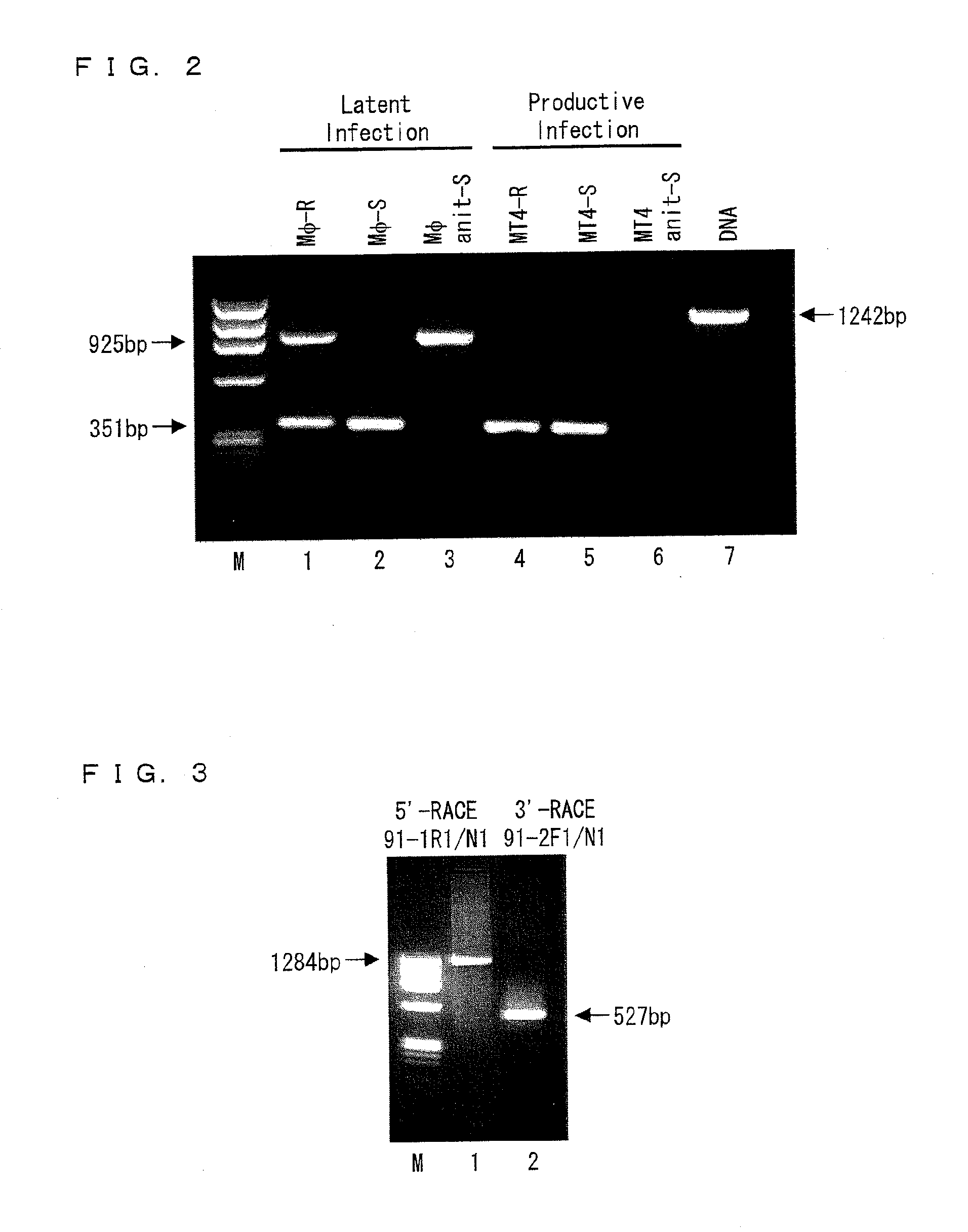 Factor involved in latent infection with herpesvirus, and use thereof