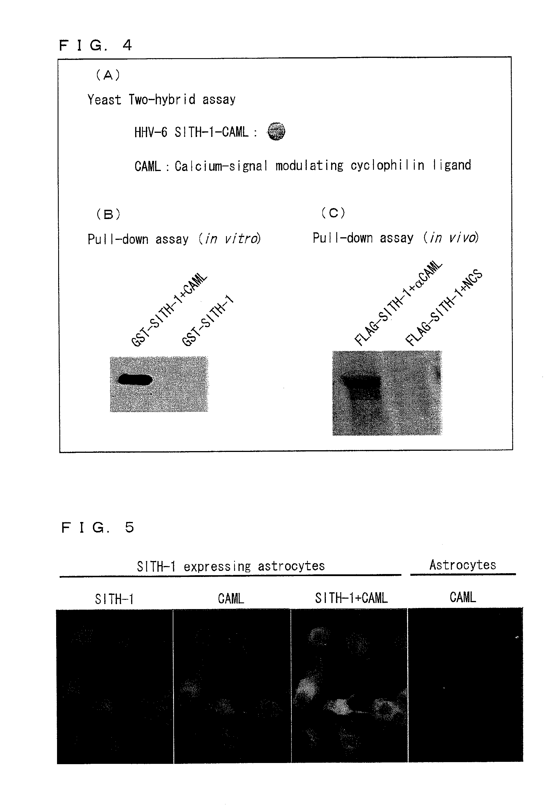 Factor involved in latent infection with herpesvirus, and use thereof