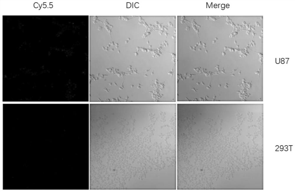 A kind of high-affinity edb-fn protein targeting peptide and its application