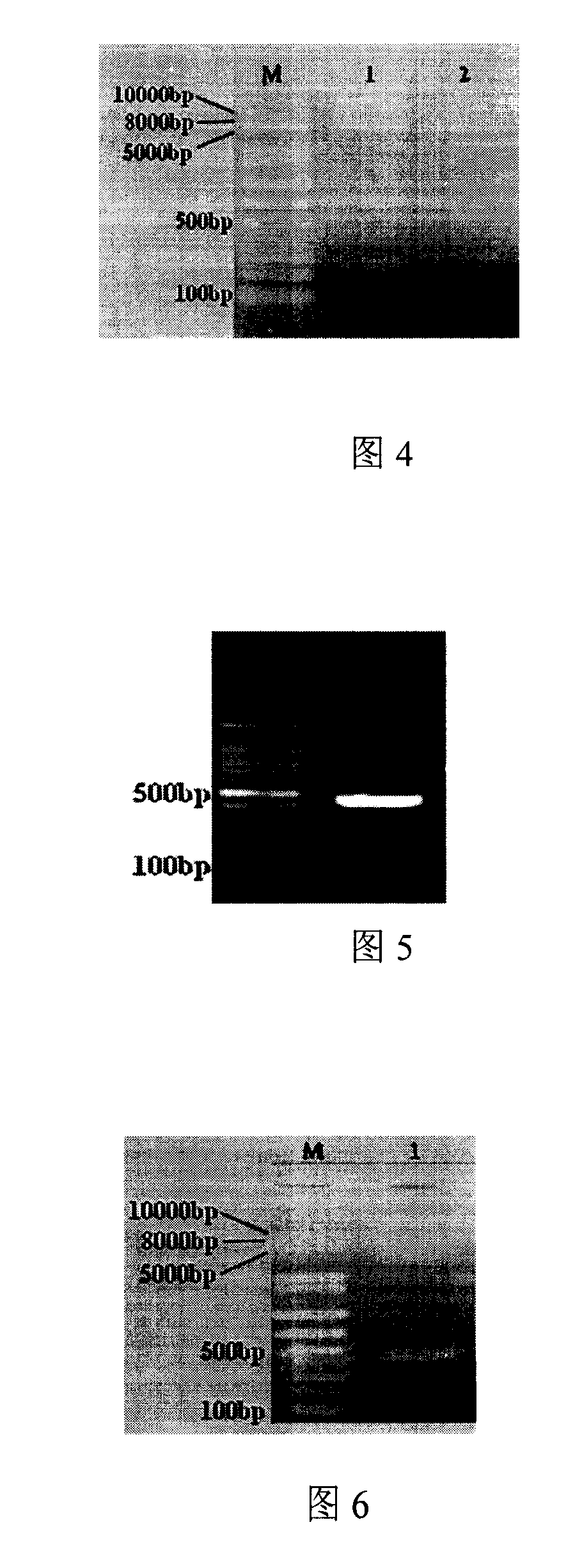 Acute promyelocytic leukemia DNA vaccine, preparing method thereof and applications