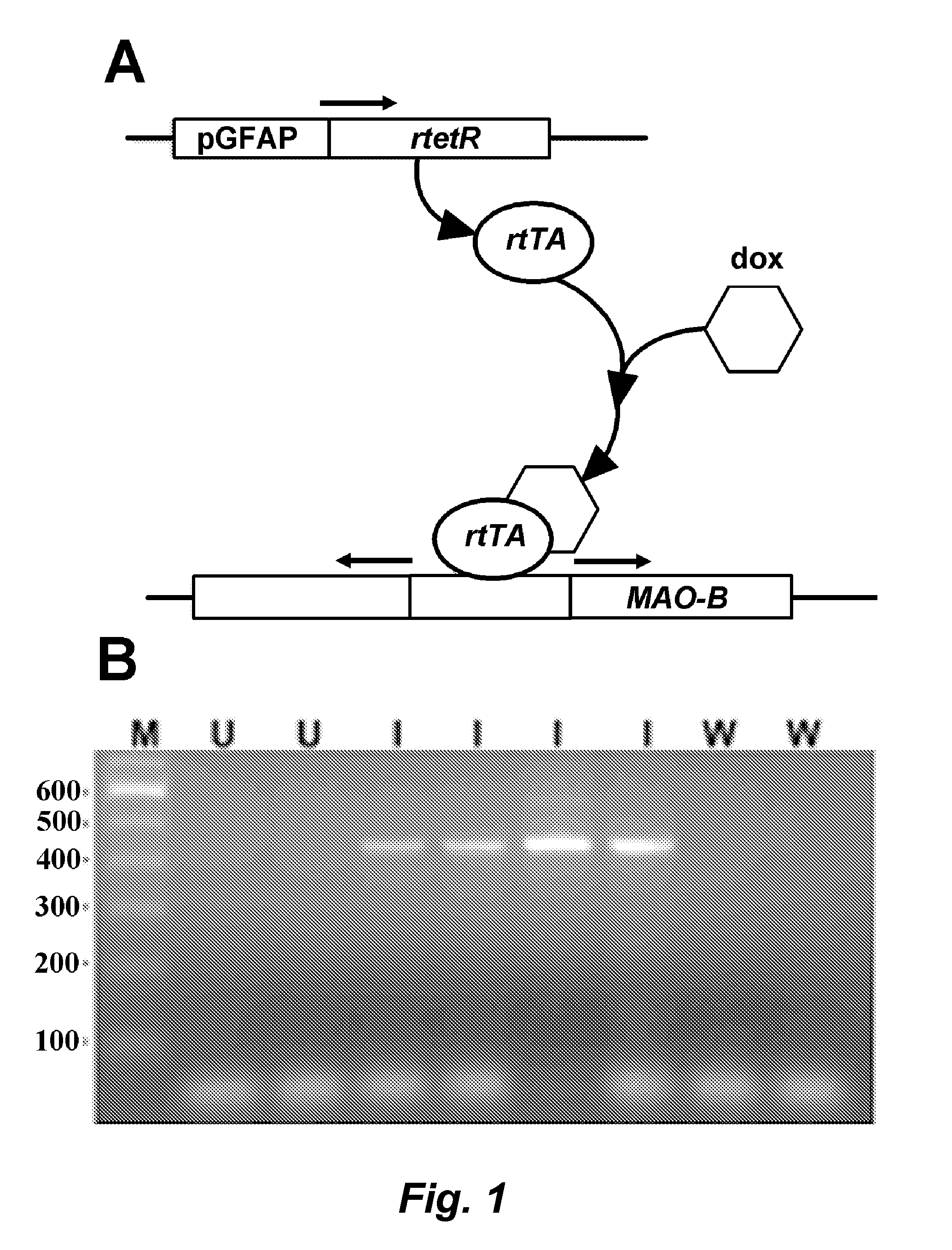 Mao-b elevation as an early parkinson's disease biomarker