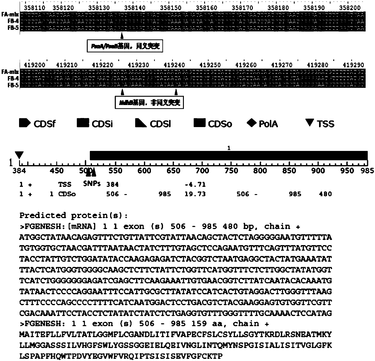 Development and application of molecular markers related to F-type three-line hybrid wheat male sterility gene