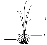 Method for cultivating submerged plants and basin bowl model device