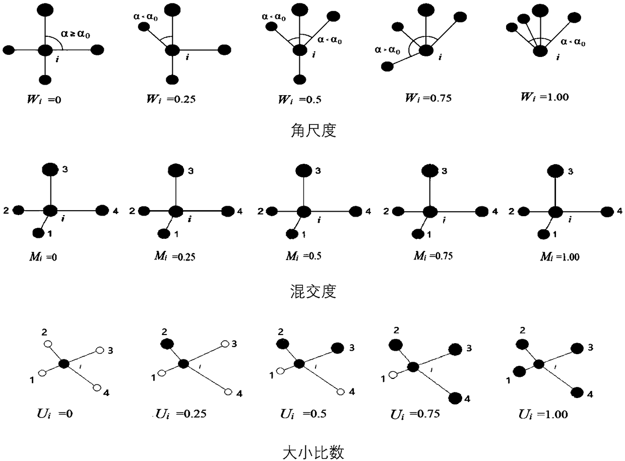 A method to measuring the diversity of stand structure based on the relationship between adjacent trees