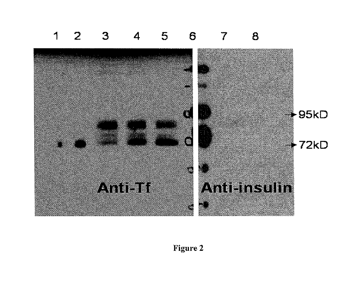 Method for uses of proinsulin transferrin fusion proteins as prodrugs
