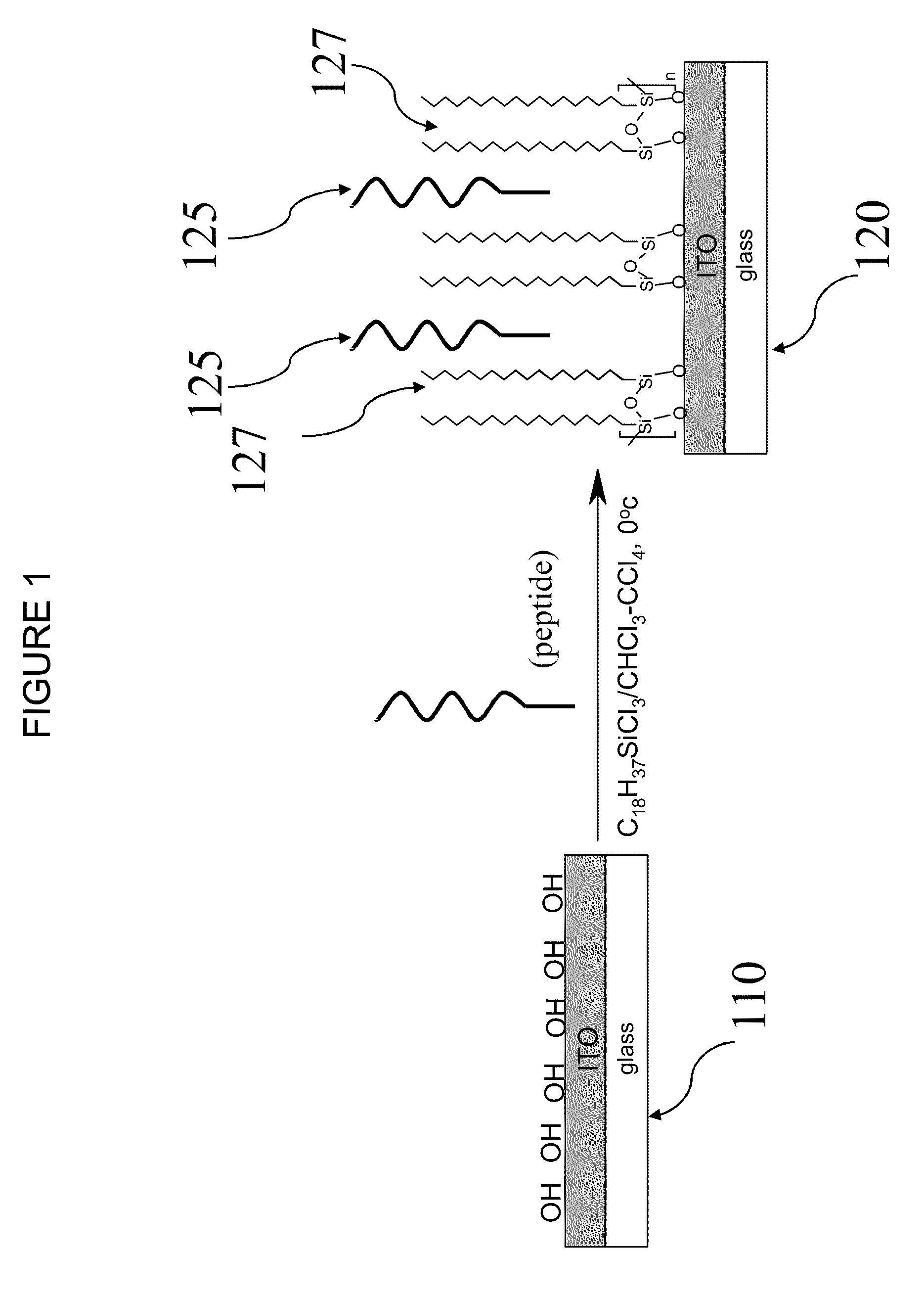 Methods for detecting and/or quantifying a concentration of specific bacterial molecules using bacterial biosensors