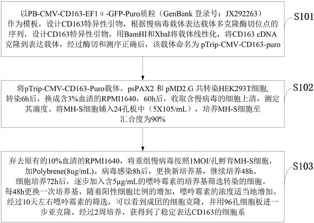 Construction of rat alveolar macrophage cell line for expressing porcine CD163 molecule and application thereof