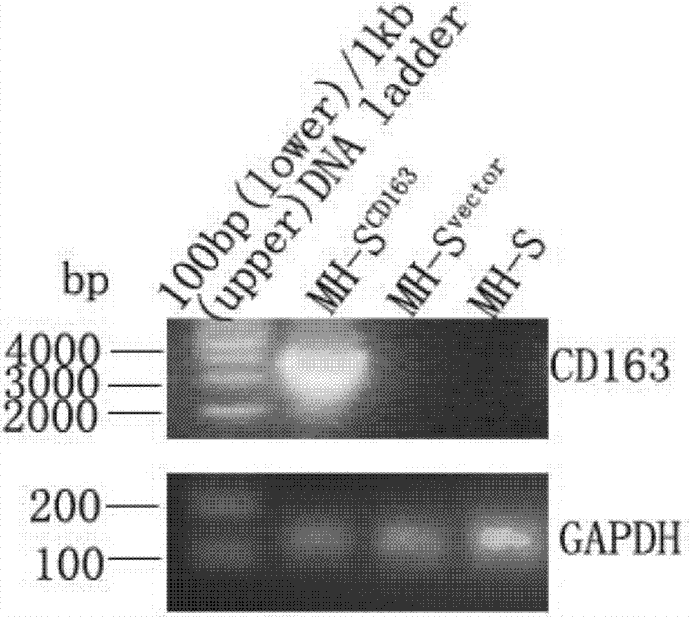 Construction of rat alveolar macrophage cell line for expressing porcine CD163 molecule and application thereof