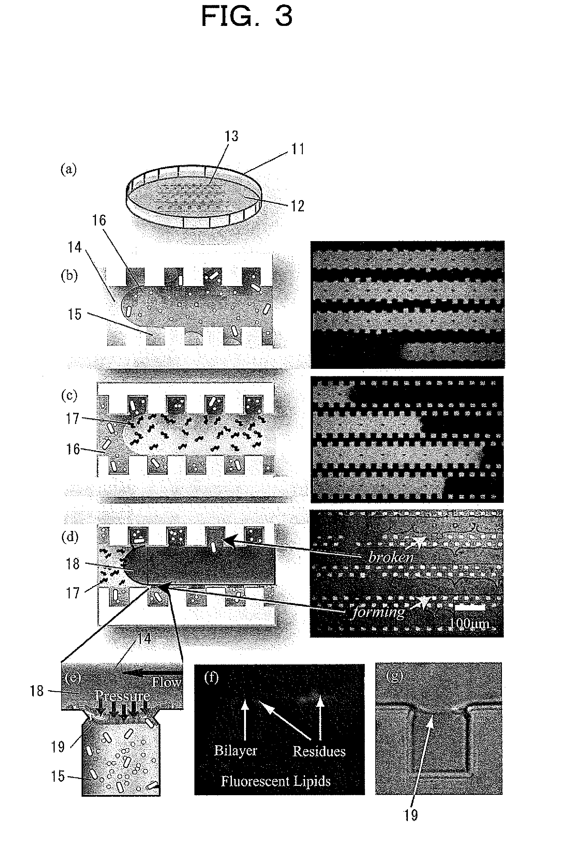 Planar lipid bilayer array formed by microfluidic technique and method of analysis using planar lipid bilayer
