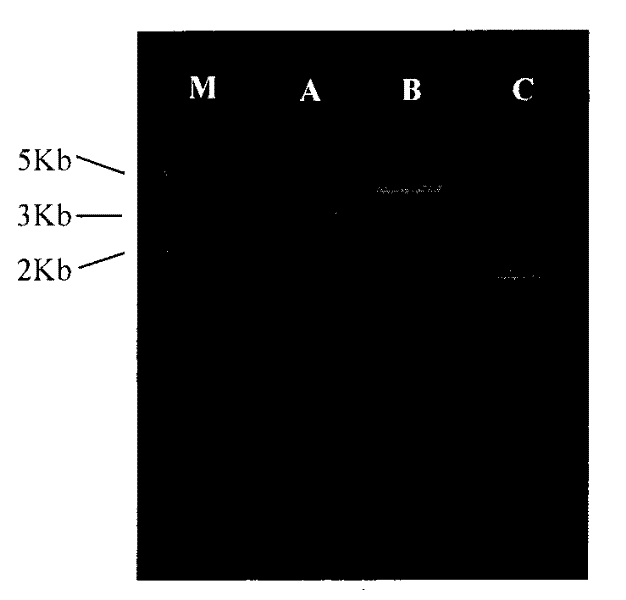 Method for constructing encephalomyocarditis virus infections clone