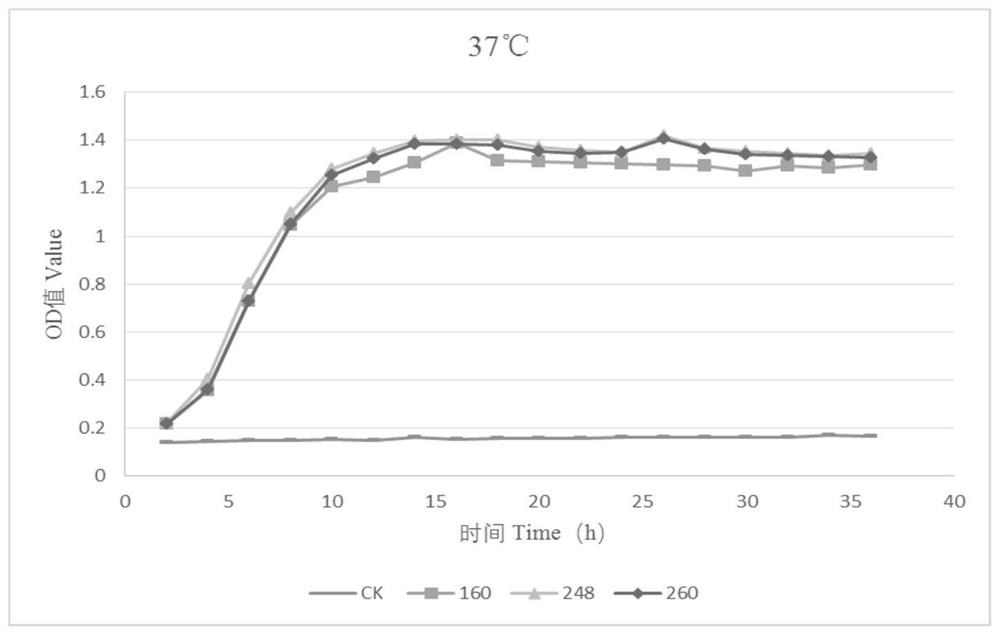 Lactobacillus pentosus and application thereof in freeze-thaw resistant silage