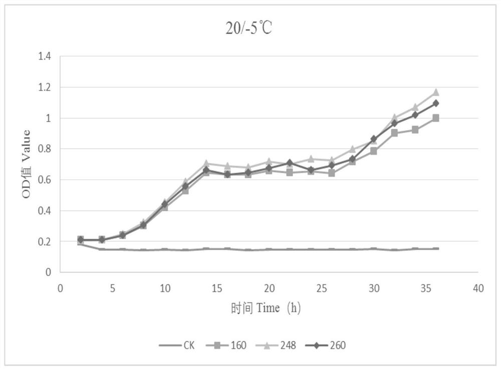 Lactobacillus pentosus and application thereof in freeze-thaw resistant silage