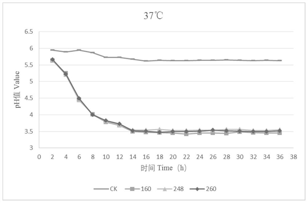 Lactobacillus pentosus and application thereof in freeze-thaw resistant silage