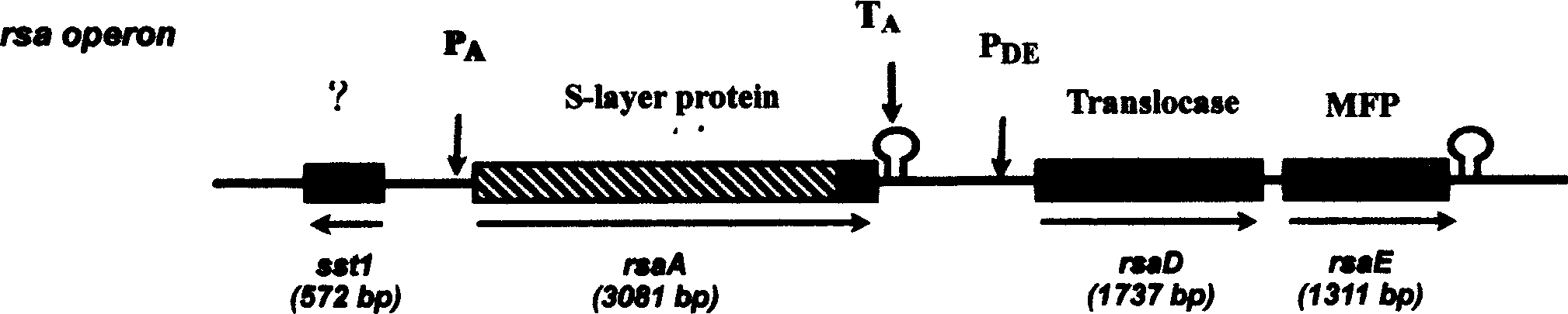 Expression system pES2c in type of exudation outside cell, and preparation method