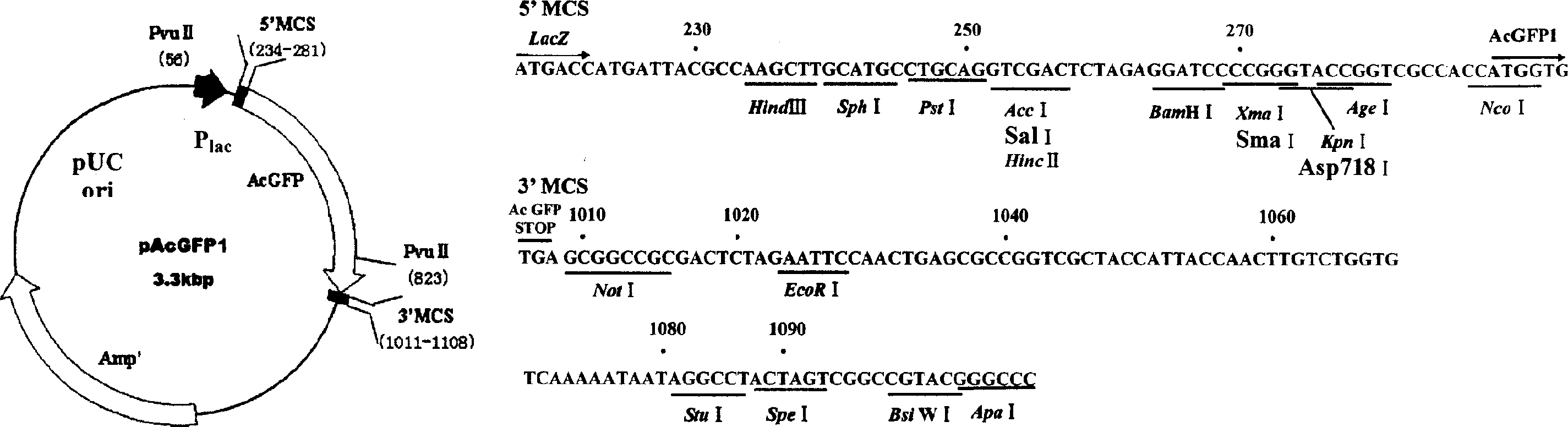 Expression system pES2c in type of exudation outside cell, and preparation method