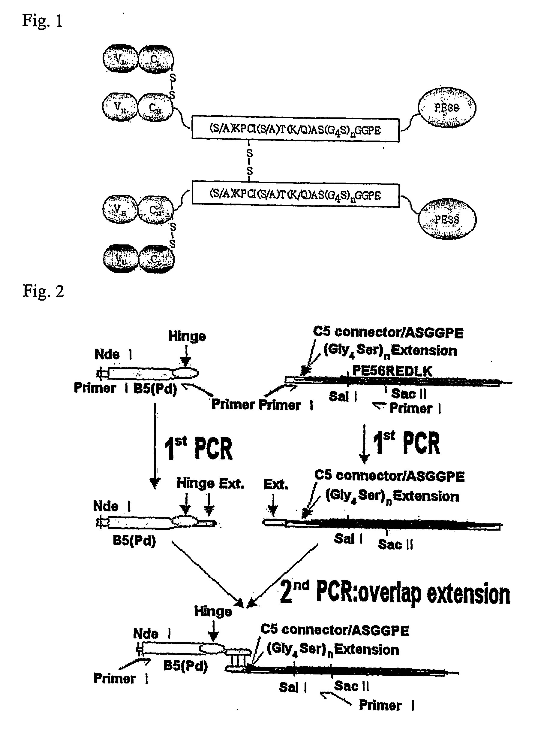 Dimer of chimeric recombinant binding domain-functional group fusion formed via disulfide-bond-bridge and the processes for producing the same