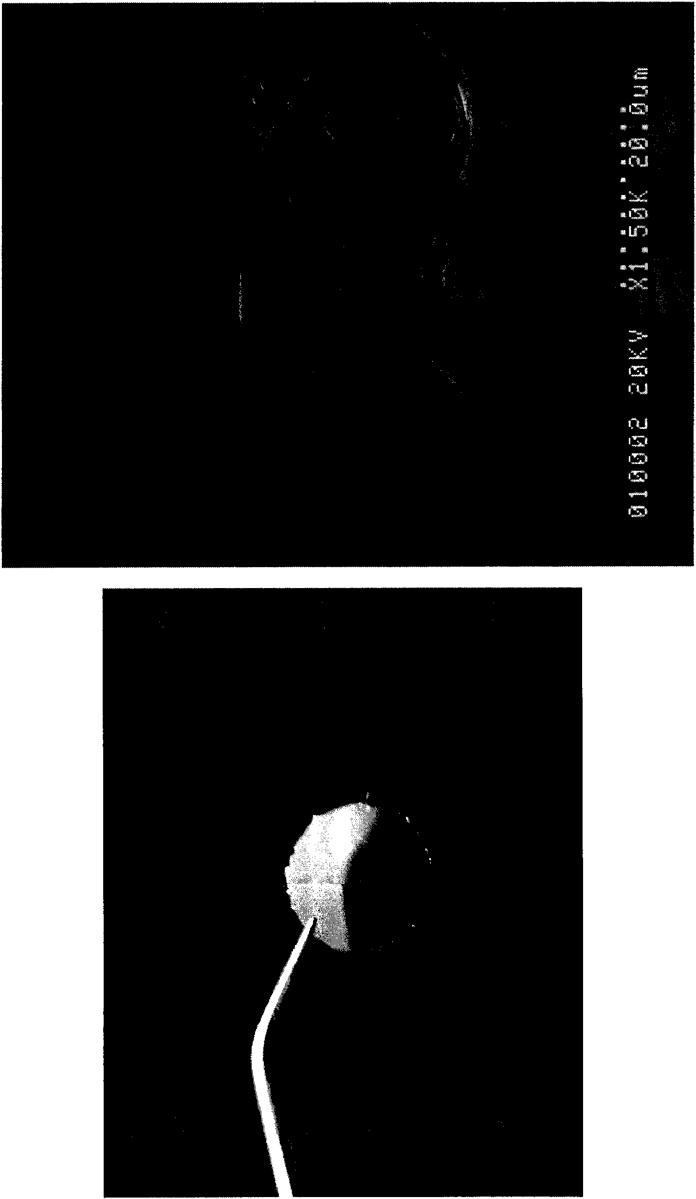 Artificial eardrum using silk protein and method of fabricating the same