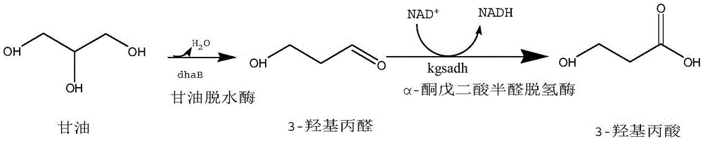 Recombinant Escherichia coli for producing 3-hydroxypropionic acid and application