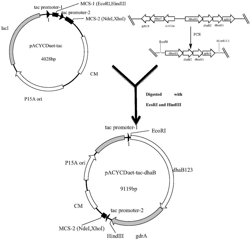 Recombinant Escherichia coli for producing 3-hydroxypropionic acid and application