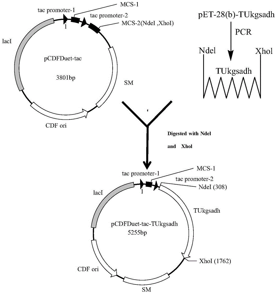 Recombinant Escherichia coli for producing 3-hydroxypropionic acid and application