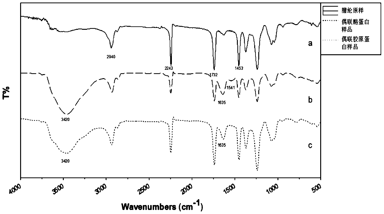 Amino acid covalently coupled protein modified fiber material and preparation method thereof