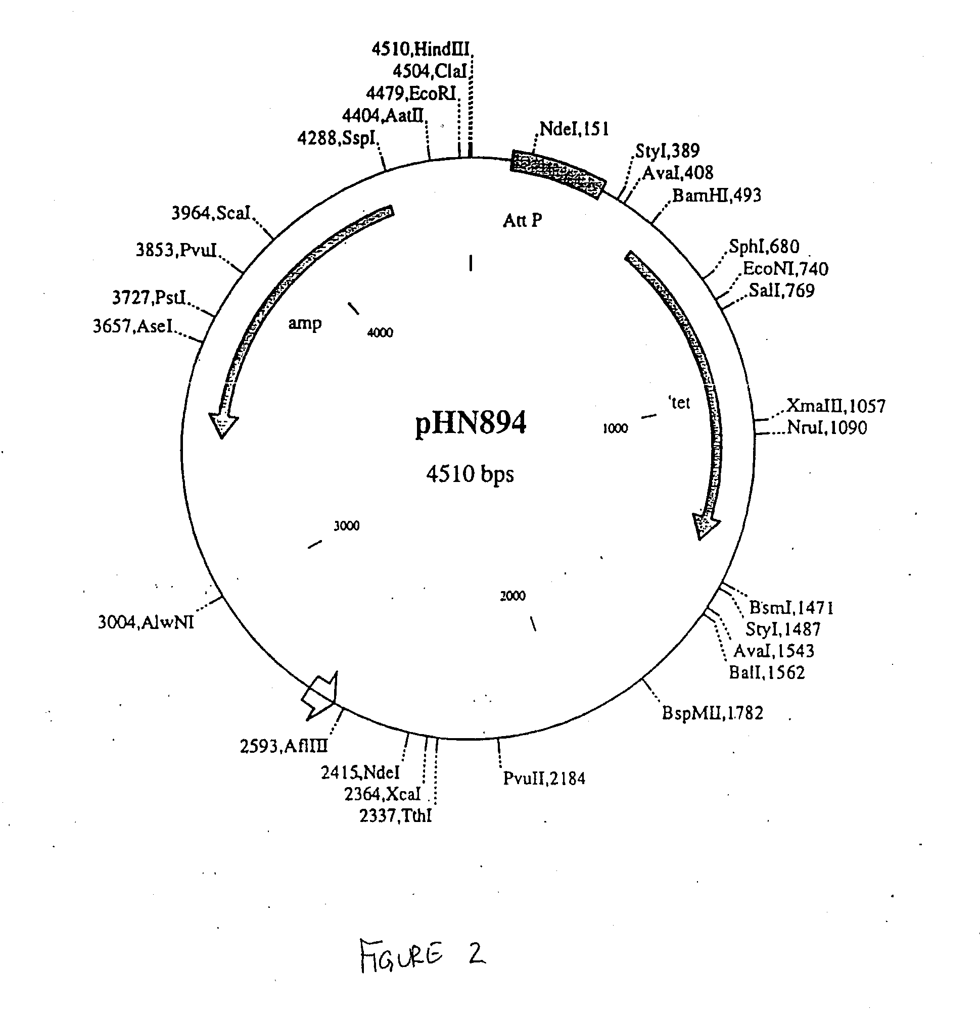 Compositions and methods for recombinational cloning of nucleic acid molecules