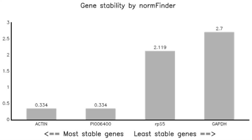 Reference genes in growth, development and infection stages of peronophythora litchi, and primers and application thereof