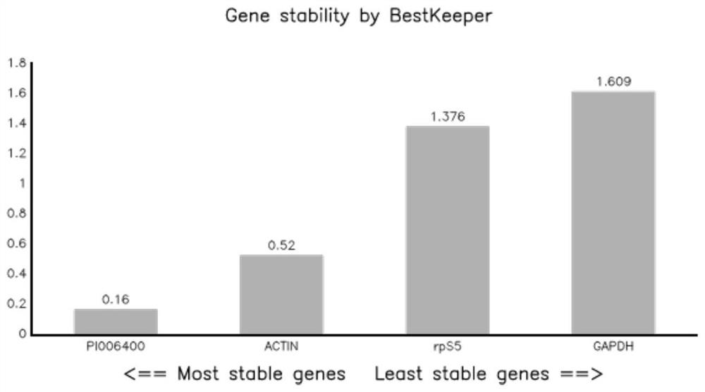 Reference genes in growth, development and infection stages of peronophythora litchi, and primers and application thereof