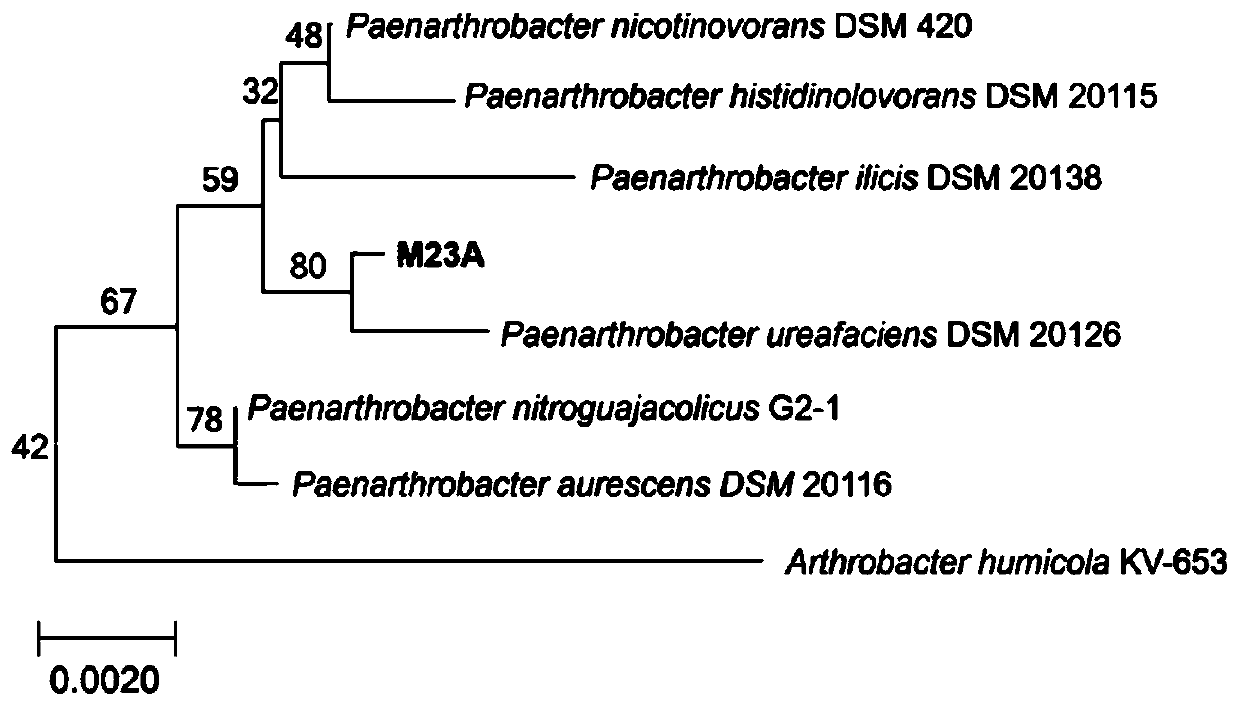 Chromium resistant paenarthrobacter nicotinovorans M23A and application thereof